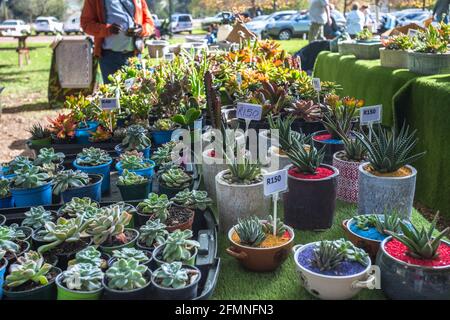 succulents and cacti pot plants on a table at a market for sale concept water wise drought resistant gardening Stock Photo
