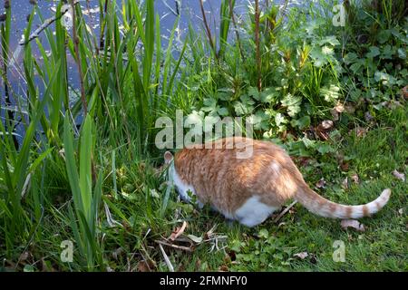 Ginger cat sits in the grass between the weed and iris leaves with its head down on the water's edge and drinks water from the pond Stock Photo