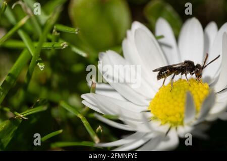 Insect walks on the yellow ovules in the center of a daisy flower in the just-cut grass. Focus on the insect Stock Photo