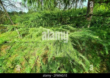 Christmas tree Abies in evergreen landscaped garden. Green spruce needles on fir. Clear sunny day. Stock Photo