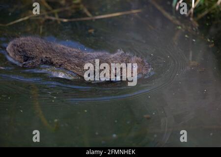 Northern Water Vole (Arvicola terrestris) swimming Stock Photo