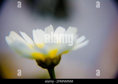 White Mexican sunflower weed (Tithonia diversifolia). Flower of yellow petals with selective focus. Stock Photo