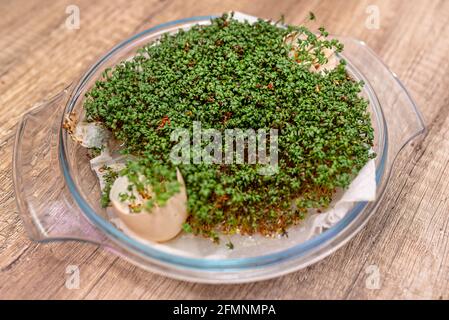 A freshly grown watercress grows in a glass bowl on a cotton wool with egg shells. Stock Photo