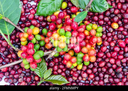 big coffee,laos coffee,pakxong coffee fruits farming in asia, co Stock Photo