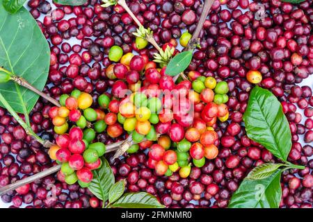 big coffee,laos coffee,pakxong coffee fruits farming in asia, co Stock Photo