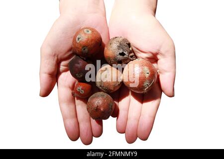 oak gall seeds in hand Stock Photo
