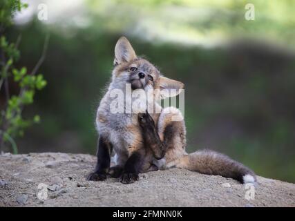 Red fox kit (Vulpes vulpes) having a good scratch deep in the forest in early spring in Canada Stock Photo