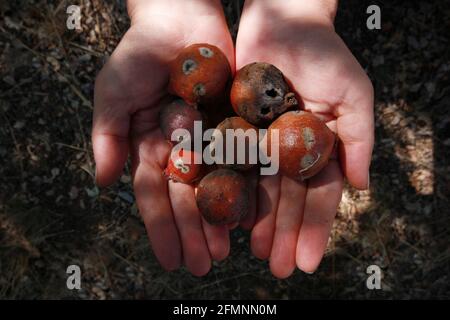 oak gall seeds in hand Stock Photo