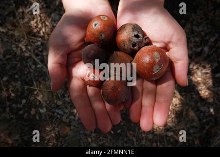 oak gall seeds in hand Stock Photo