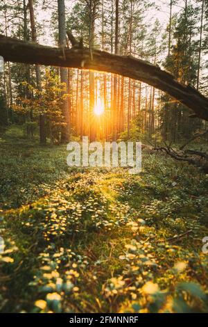 Sunset in autumn forest. Fallen Old Pine Tree In Coniferous Forest After Strong Hurricane Wind. European Green Coniferous Forest Stock Photo