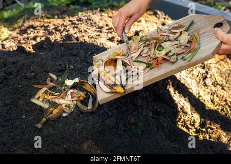 throwing food leftovers in garden compost pile. recycling organic kitchen waste Stock Photo