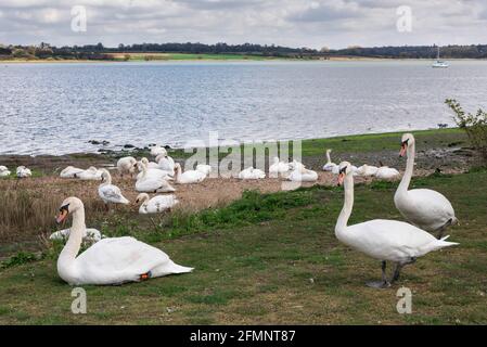 Manningtree swans, view of swans resting on the Essex side of the River Stour; the river forms the Essex Suffolk border, Manningtree, Essex, UK Stock Photo