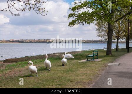 Mistley swans, view of swans walking on the Essex side of the River Stour; the river forms the Essex Suffolk border, Mistley, Essex, UK Stock Photo