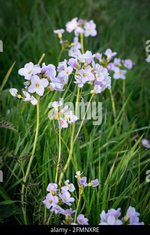 Lady's smock (Cardamine pratensis), also known as cuckoo flower Stock Photo