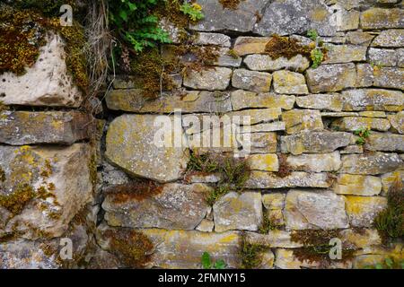Asplenium ruta-muraria Wall-striped fern grows on an old stone wall from large stone blocks and bricks Stock Photo