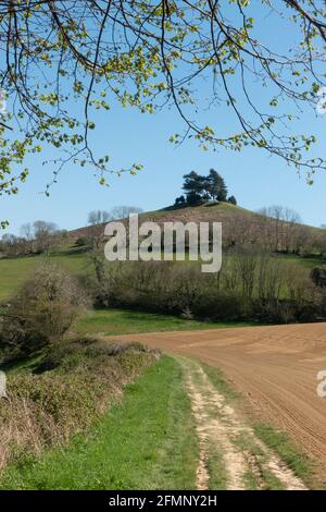 View of Colmer's Hill, Symondsbury Estate, near Bridport, Dorset, England, UK Stock Photo