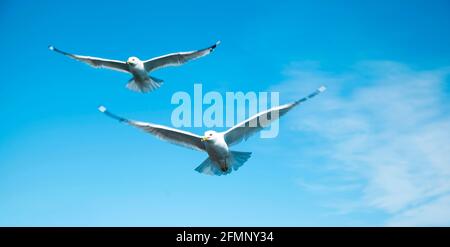 Seagulls are flying against the blue sky Stock Photo