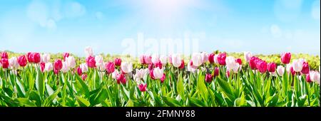 White and pink tulip flowers blooming in a tulip field against the background of blue sky Stock Photo