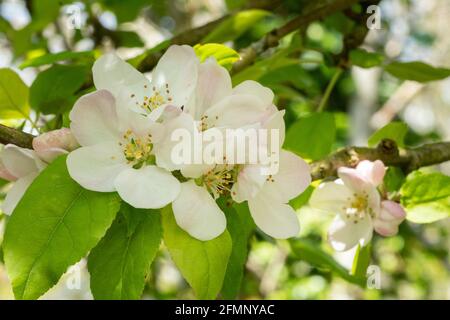 Wild apple blossom (Malus) Stock Photo
