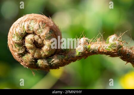 An unfurling fern frond in springtime, UK Stock Photo