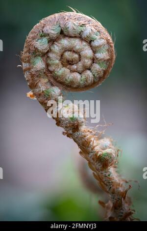 An unfurling fern frond in springtime, UK Stock Photo