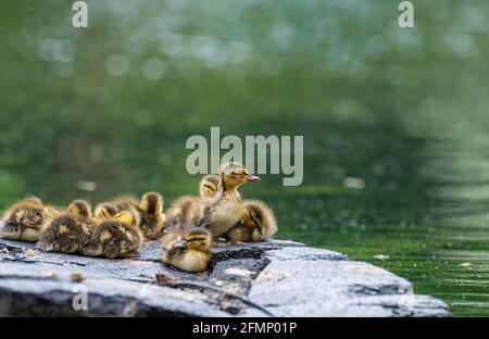 Ducklings on Float in Green Pond Look for Mother Stock Photo