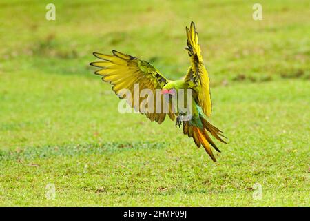 Big parrot in habitat. Endangered parrot, Great green macaw, Ara ambiguus, also known as Buffon's macaw. Wild tropical forest bird, flying with outstr Stock Photo