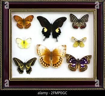 Large butterflies on a clean background in a frame
