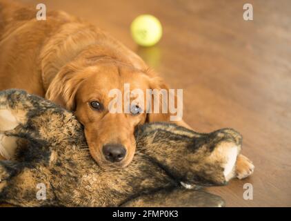 Golden Retriever Rests Head on Brown Stuffed Toy, Looks at Camera Stock Photo