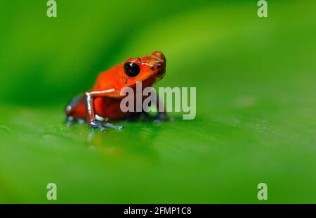 Red Strawberry poison dart frog, Dendrobates pumilio, in the nature habitat, Nicaragua. Close-up portrait of poison red frog. Rare amphibian in the tr Stock Photo