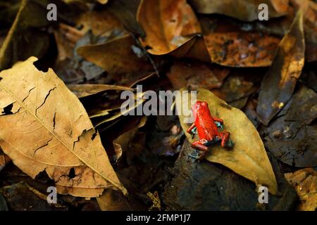 Red Strawberry poison dart frog, Dendrobates pumilio, in the nature habitat, Costa Rica. Close-up portrait of poison red frog. Rare amphibian in the t Stock Photo