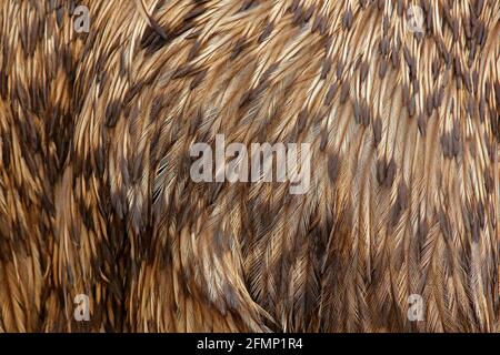 Detail plumage feathers of Common Emu, Dromaius novaehollandiae, biggest bird from Australia. Beautiful art close-up detail from bird nature. Brown fe Stock Photo