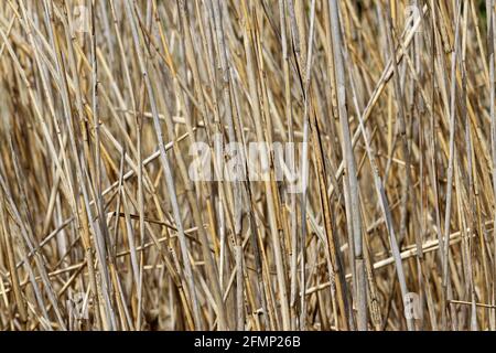 Dried Water Reed - Background Stock Photo