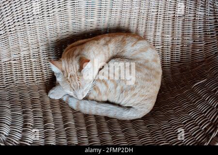 Cat at " Evita se Perron" in the small town of Darling in the Swartland region of the Western Cape Province of South Africa. Stock Photo