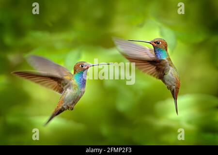 Hummingbird in flight, green forest nature habitat, White-tailed Hillstar, Urochroa bougueri, Montezuma, Colombia. Stock Photo