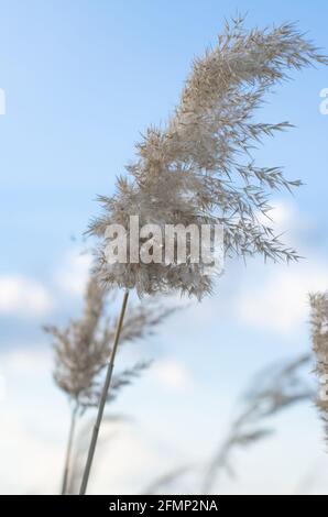 Sprigs of reeds on the background of the cloudy sky Stock Photo