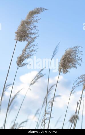 Sprigs of reeds on the background of the cloudy sky Stock Photo