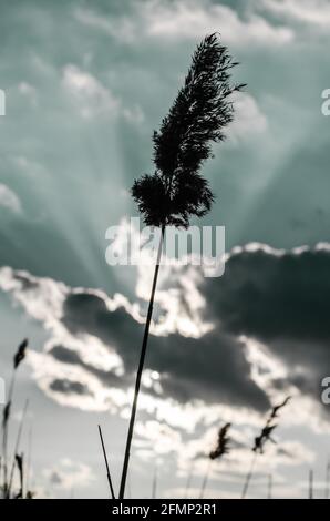 Silhouette of reeds on the background of the cloudy sky Stock Photo