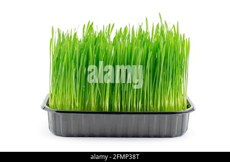 Food for vegetarians. Wheat sprouts in a black plastic box on a white background, isolate. Healthy food concept Stock Photo