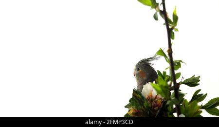 Gray parrot Corella in leaves and flowers on a white isolated background, place for text, banner Stock Photo