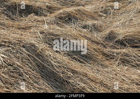 Rough dry silver hay straws pattern texture background Stock Photo