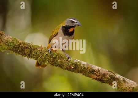 Buff-throated Saltator, Saltator maximus, exotic bird sitting on the branch in the green forest. Tropic tanager in the nature habitat at Costa Rica, C Stock Photo