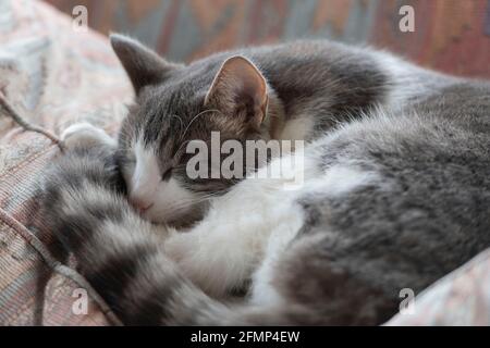 A Grey and White Tabby Cat Sleeping on the Back Cushion on a Sofa Stock Photo