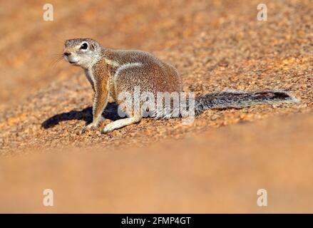 Cape ground squirrel, Xerus inauris, cute animal in the nature habitat, Spitzkoppe, Namibia in Africa. Squirrel sitting on the stone, sunny day in nat Stock Photo