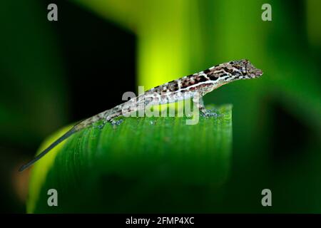 Small gecko lizard from tropic forest, Corcovado NP, Costa Rica. Reptile sitting on the green leaves. Wildlife from Costa Rica nature, undetermine ani Stock Photo