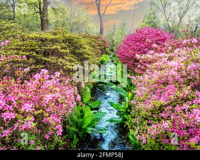 Beautiful nature in the springtime with pink flowers and a water stream in Richmond Park, London - England Stock Photo