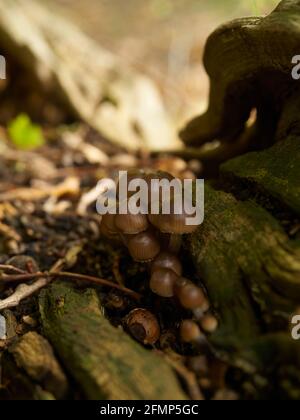 A small clump of toadstools nestled in the shade of a fallen, forest floor log, with defocused, sunlight undergrowth behind. Stock Photo