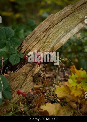 Wild raspberries growing in amongst the undergrowth, fallen branches and autumnal leaf litter of a forest floor. Stock Photo