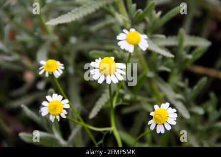 flowers and medicinal chamomile plant in the garden Stock Photo
