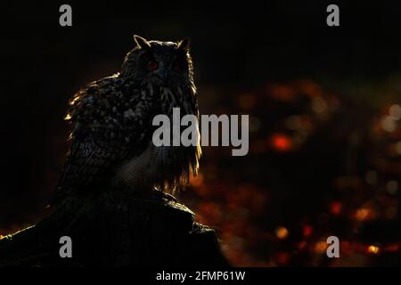 Egle owl in sunset, orange backlight in the forest. Eurasian Eagle Owl sitting on the tree stump in habitat, photo with backlight, bird action scene i Stock Photo